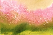 Blossoms