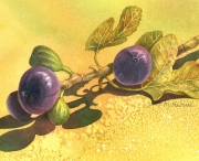 Backyard Figs