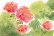 Geraniums1