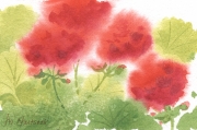 Geraniums2