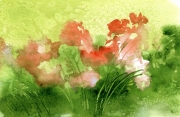 Peonies