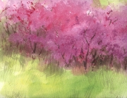 Redbuds