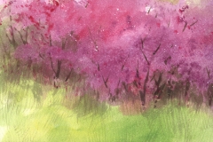 Redbuds Redbuds
