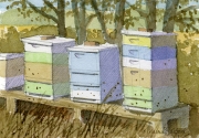 Rich's Bee Hives (SOLD)