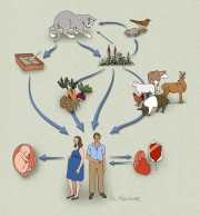 Cycle of Toxoplasmosis