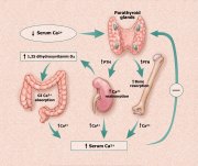 Parathyroid Gland Action