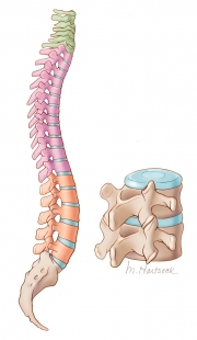 Anatomy of the Vertebrae of the Spine