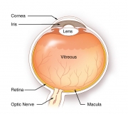 Anatomy of the Right Eye