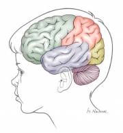 Lobes of the Brain in a 3 Year-old Child