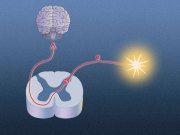 Pain pathway from sensor to brain
