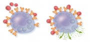 Histamine Release from Mast Cell