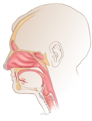 Oropharyngeal Anatomy