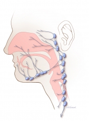 Lymph Nodes of the Head and Neck
