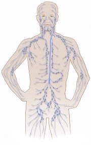 Lymphatic System