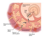Lipid Transport in Pregnancy