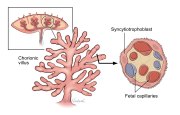 Detail of a Villus of the Placenta