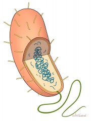 Prokaryotic Cell