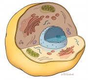 Eukaryotic Cell