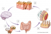 Potential Pathways of Gut-Brain-SKin Axis