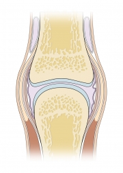 Anatomy of a Normal Joint