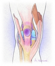Tendons and Ligaments of the Knee
