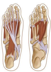 Muscles of the Bottom of the Foot