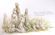 Cypress Knees