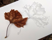 Leaf Sketch